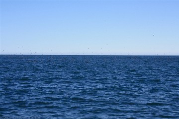 papageitaucher ueber dem skjalfandi bei puffin island