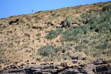 papageitaucher auf puffin island