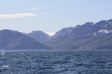 whale watching im skjalfandi bei husavik