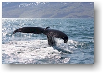 schwanzflosse eines buckelwals bei husavik