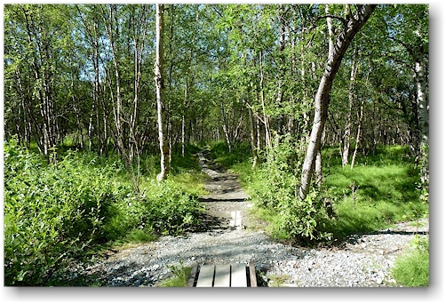 der kungsleden fuehrt an dieser stelle meistens durch einen herrlichen wald