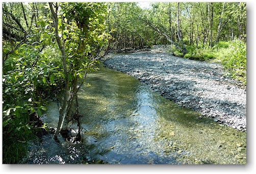 waldpartie mit kleinem fluesschen