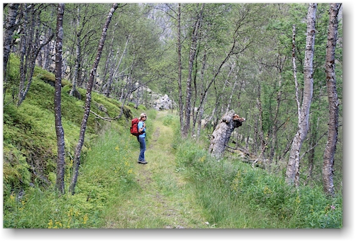 oft fuehrt der rallervaegen durch wald