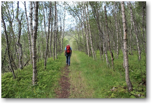 herrlicher birkenwald