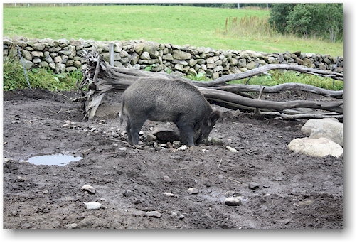 wildschwein im lofotr vikingmuseum