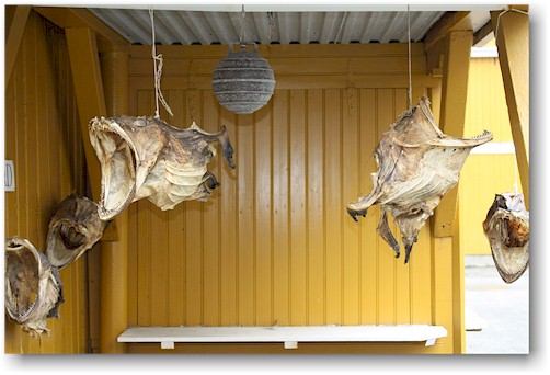getrocknete fische beim landhandel in nusfjord