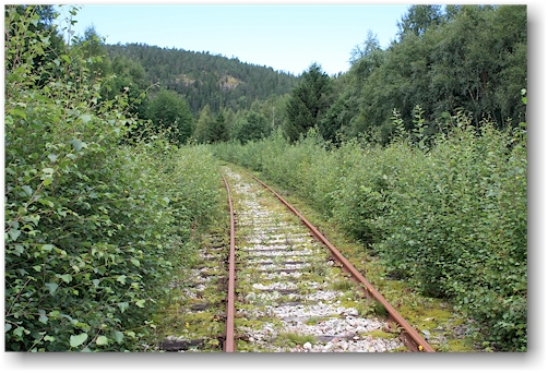 heidelbeerstraeucher saeumen das bahngleis
