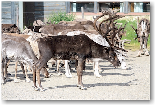 rentiere vor dem hotel pallas bei pallastunturi im nationalpark pallas-yllaestunturin, FI