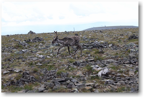 rentier auf dem gipfel des taivaskero im nationalpark pallas-yllaestunturin, FI