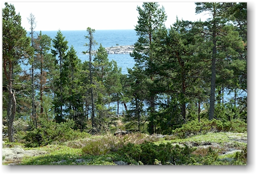 erster blick aufs meer im naturreservat rotsidan