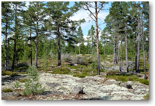 herrlicher wald im naturreservat rotsidan