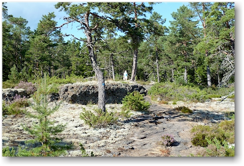 wanderweg im naturreservat rotsidan