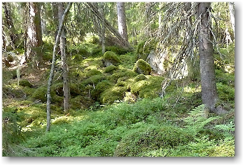 waldboden im jaervsoeklacken naturreservat