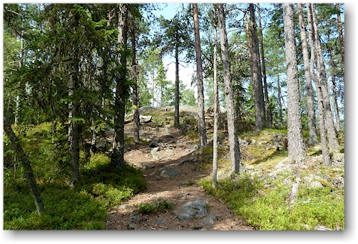 wanderweg im jaervsoeklacken naturreservat