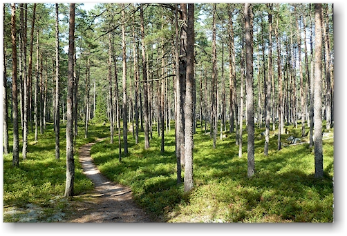 pfad durch den wald auf der insel enskaer