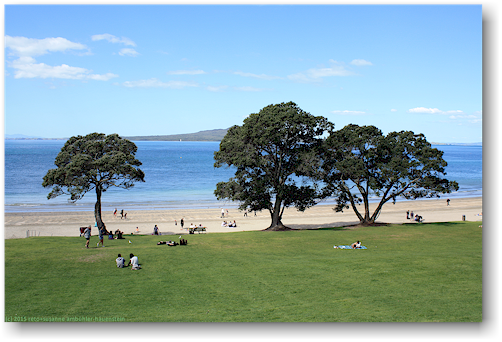 prachtvolle baeume am takapuna beach bei auckland
