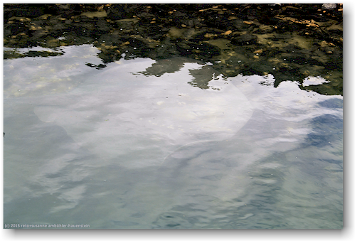 stachelrochen (stingray) im gulf harbour bei whangapaoroa