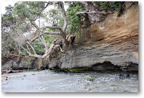 kueste im cape rodney okakari point marine reserve