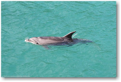 delfin in der bay of island