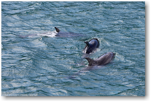delfine in der bay of island
