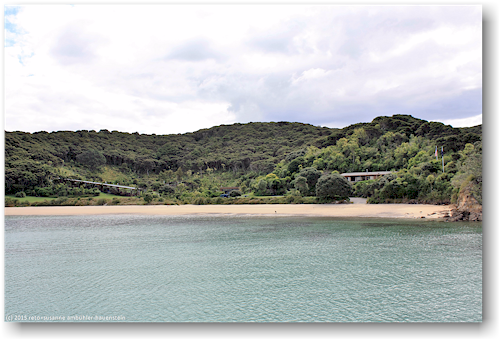 strandhaus in der bay of island mit "delfin-hund"