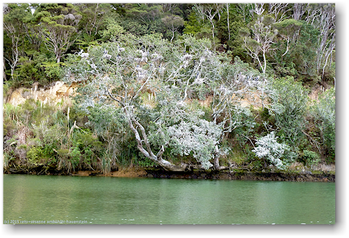 komorane trocknen ihre federn auf einem baum am waitang river