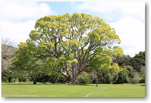 baum im park beim rewa's village bei kerikeri