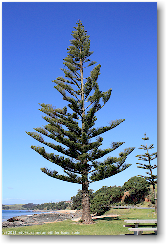 baum bei mangonui