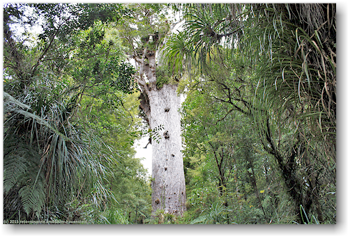 tane mahuta im waipoua forest