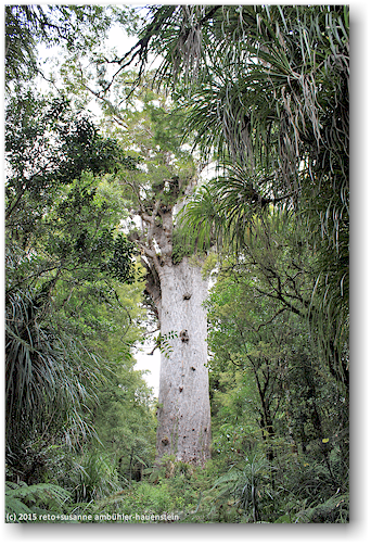 tane mahuta, maechtigster kauribaum im waipoua forest