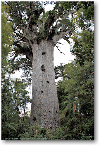 tane mahuta, maechtigster kauribaum im waipoua forest