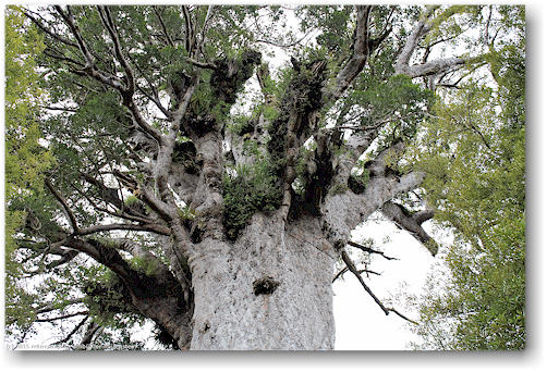 krone des tane mahuta