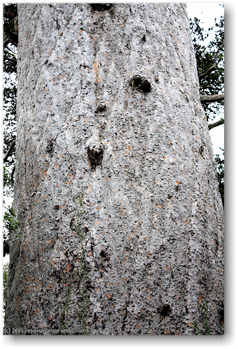 rinde des tane mahuta
