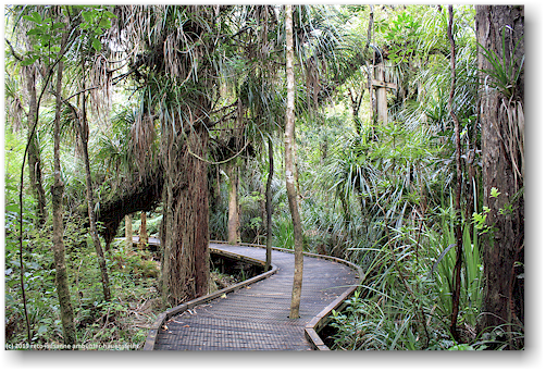 tane mahuta walk im waipoua forest