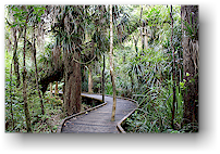 tane mahuta walk im waipoua forest