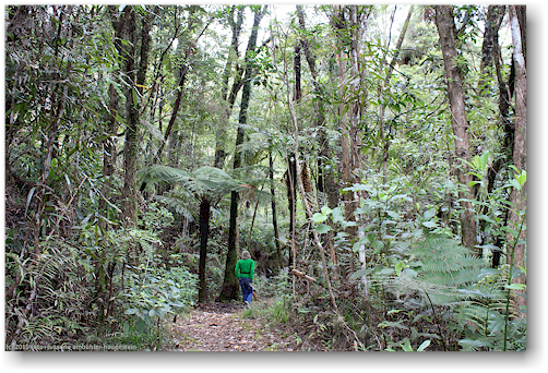 lookout track im waipoua forest