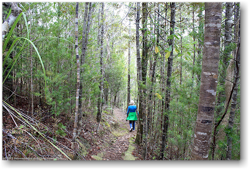 lookout track im waipoua forest