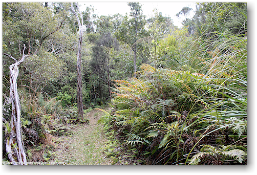 lookout track im waipoua forest