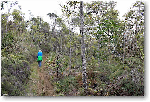 lookout track im waipoua forest