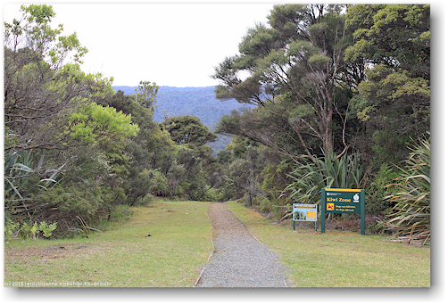 lookout track beim turm im waipoua forest