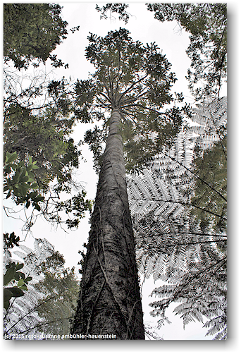 kauri im waipoua forest
