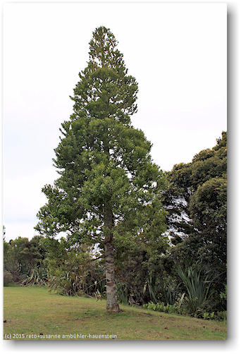 junger kauri beim turm am ende des lookout track im waipoua forest