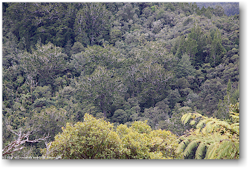 blick vom turm am ende des lookout track auf eine gruppe kauri im waipoua forest