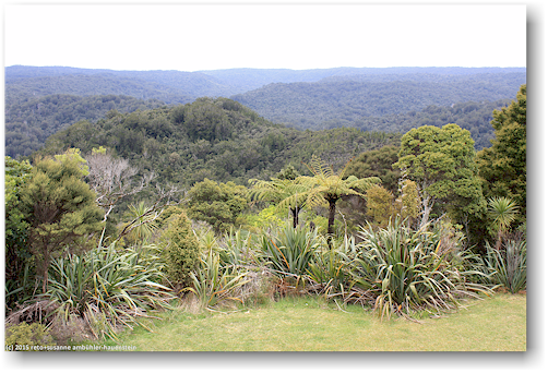 blick vom turm am ende des lookout track auf den waipoua forest