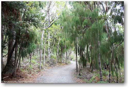 te matua ngahere track im waipoua forest