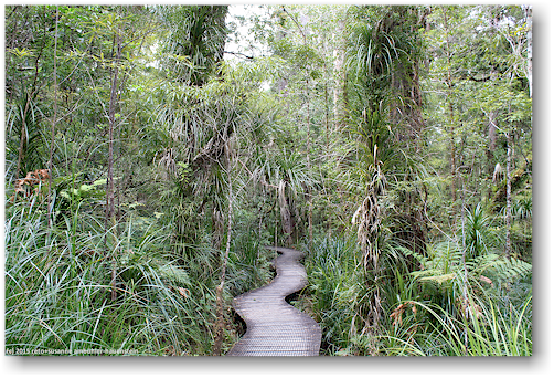 te matua ngahere track im waipoua forest