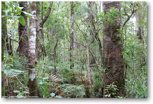 waipoua forest - extrem dicht und ueppig