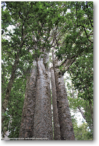 four sisters am te matua ngahere track im waipoua forest