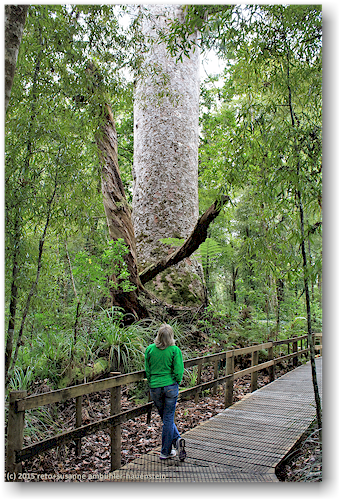 susanne auf dem te matua ngahere track vor einem kauri im waipoua forest