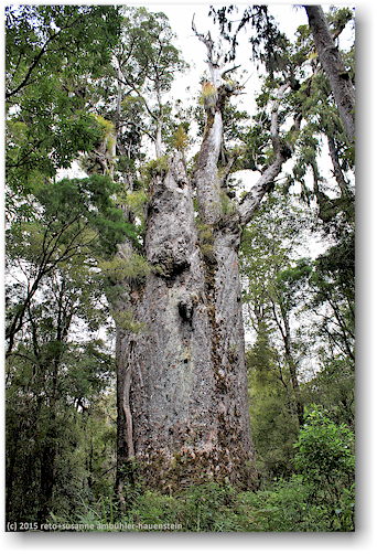 te matua ngahere kauri am ende des gleichnamigen tracks im waipoua forest